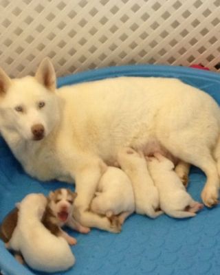 SYBERIAN HUSKY PUPPIES FOR SALE