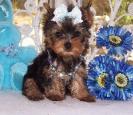 Yorkie puppies available for good homes