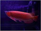 Asian Red, RTG, Super Red, Chili Red, Golden X back Arowanas For Sale 