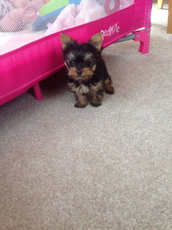 Gorgeous Yorkshire Terrier Puppies
