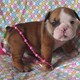 ASTONISHING ENGLISH BULLDOG PUPPIES FOR FREE ADOPTION.