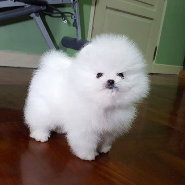 Pomeranian Dogs and Puppies for sale