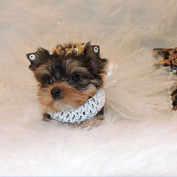 Gorgeous Male and Female Teacup Yorkie Puppies For Rehoming