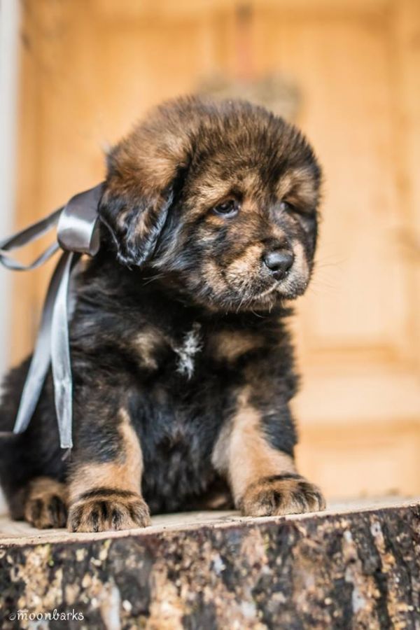 Tibetan Mastiff with FCI pedigree