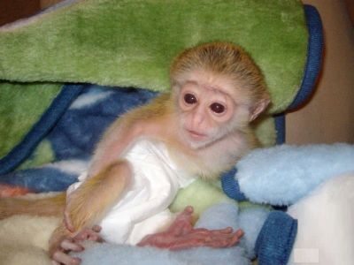 Active And Milky Baby Capuchin Monkeys For Adoption