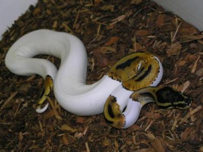 1.1  Albino And Piebald Ball Pythons For Adoption