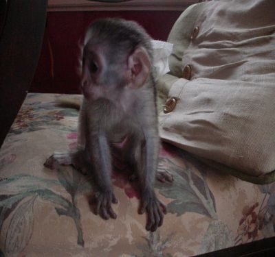 CUTE AND ADORABLE BABY CAPUCHIN MONKEY FEMALE  FOR ADOPTION