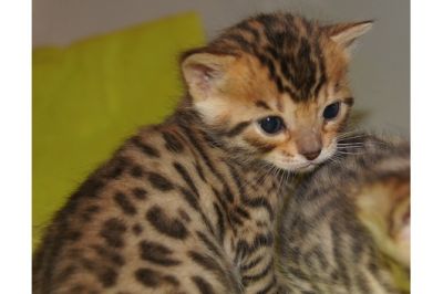 Bengal Kittens, TICA registered.