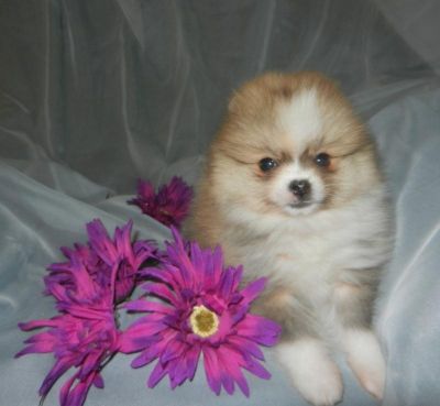 SUPER Cute Pomeranian puppies available 