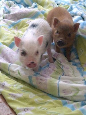 Micro Mini Pigs