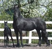 LOVELY FRIESAIN MARE FOR ADOPTION