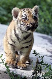 SIBERIAN TIGER CUBS FOR SALE