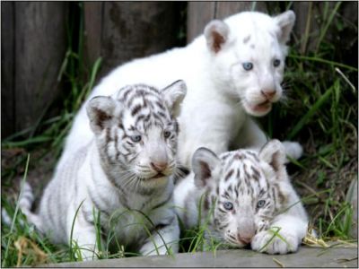 ADORABLE TAME TIGERS,CHEETAHS,FOXES,CHIMPANZEE,LIONS AND LEOPARDS BABIES FOR SALE AT VERY LOW COST.