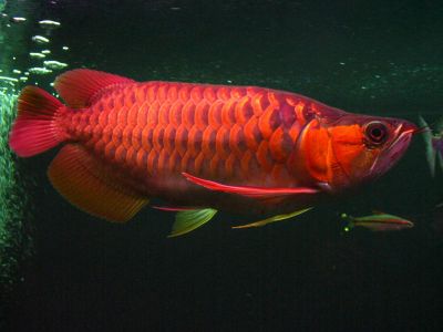 24k arowana fish for sale