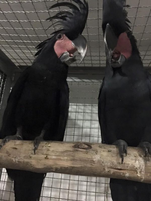 Hand fed, tamed, trained babies and adults parrots and fertilized eggs for sale