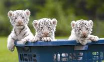 SIBERIAN TIGER CUBS FOR SALE