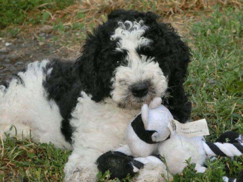 Perro de agua español (Spanish Water Dog) puppies with FCI pedigree