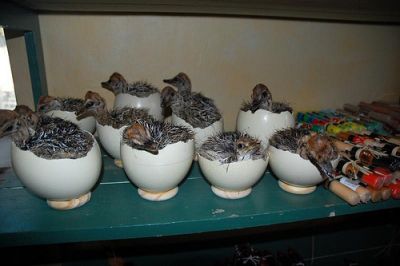 FRESH LAID OSTRICH AND PARROTS EGGS.