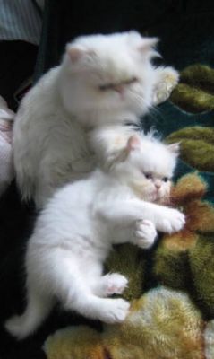 Chunky Teacup persian kittens available to good home 