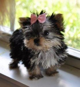 Excellent And Adorable Yorkshire Terrier puppies