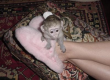 Cute And Adorable Baby Capuchin Monkeys For Free Adoption