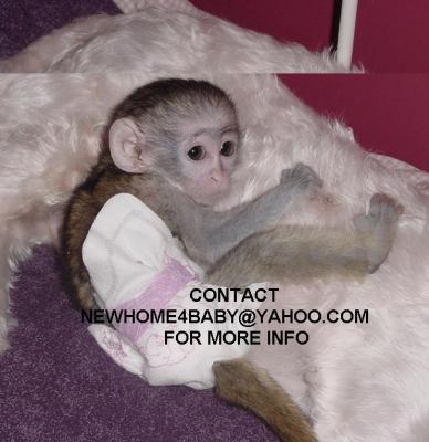 Intelligent Male and Female Capuchin monkeys for good homes