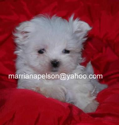 Teacup Maltese Puppies For Free Adoption