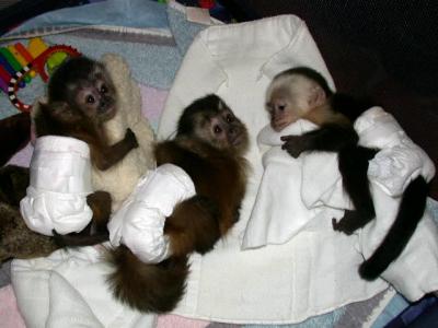 Cute X-Mass Baby Capuchin Monkey For Free Adoption