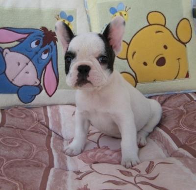 Cute and adorable French bulldog puppies for sale