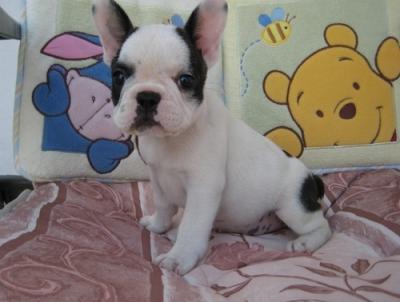 Cute and adorable French bulldog puppies for sale
