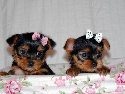 Cute and Adorable Teacup Yorkie puppies