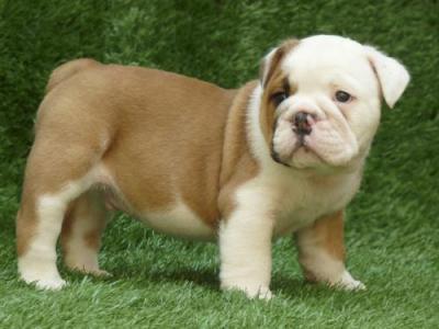 Cute English bullies for new homes