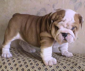   Healthy English Bulldog Puppies Available