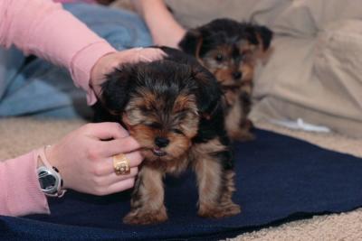 Charming And Cute Yorkie Puppies For X-Mas