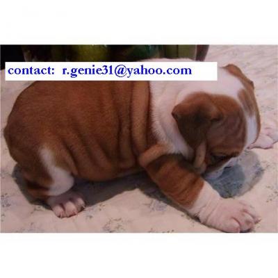 Beautiful English Bulldog puppies available (r.genie31@yahoo.com)