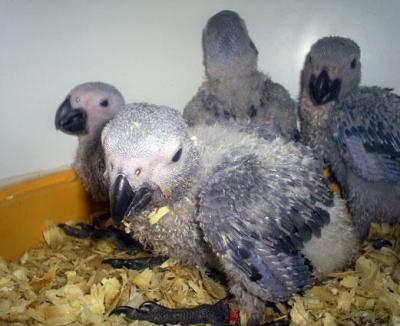 beautiful parrots and fresh eggs for sale