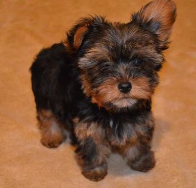 Registered micccro vaccinated Yorkshire Terrier loooking for new home