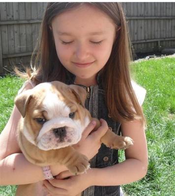  English Bulldog Puppies For X-Mass Adoption