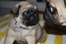 READY NOW -STUNNING Pug pups 2 boys , 1girls kc reg