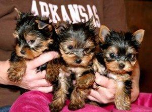 Tiny teacup yorkie puppies for free adoption