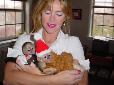Adorable Capuchin monkeys for adoption adorable
