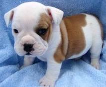 x-mass male and female English bulldog puppies for adoption 
