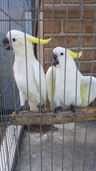 Hand fed, tamed, trained babies and adults parrots and fertilized eggs for sale