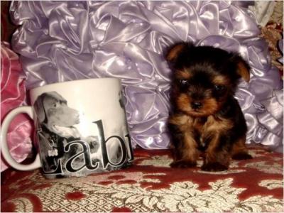 Two male and female gorgeous Yorkie puppies for adoption at x-mass(tracymoorgan@yahoo.com)