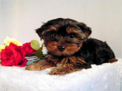 Two male and female gorgeous Yorkie puppies for adoption at x-mass(tracymoorgan@yahoo.com)
