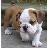 eautiful English Bulldog puppies available