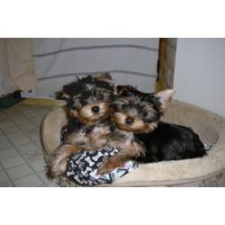 Outstanding Cute Teacup Yorkies Puppies For FREE Adoption