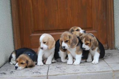  Beautiful Beagle Puppies for adoption