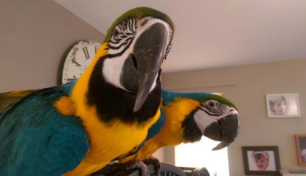 Excellent Talking DNA Registered Macaws Parrots for Sale