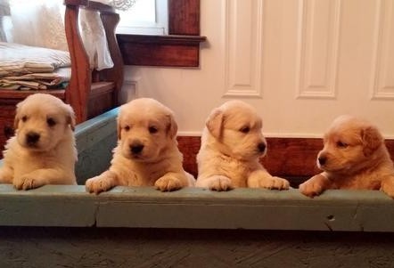 KC registered Golden Retriever puppies